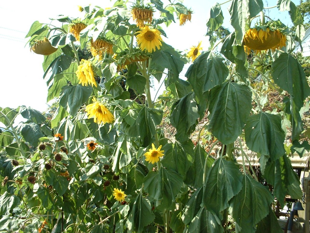 sunflowers